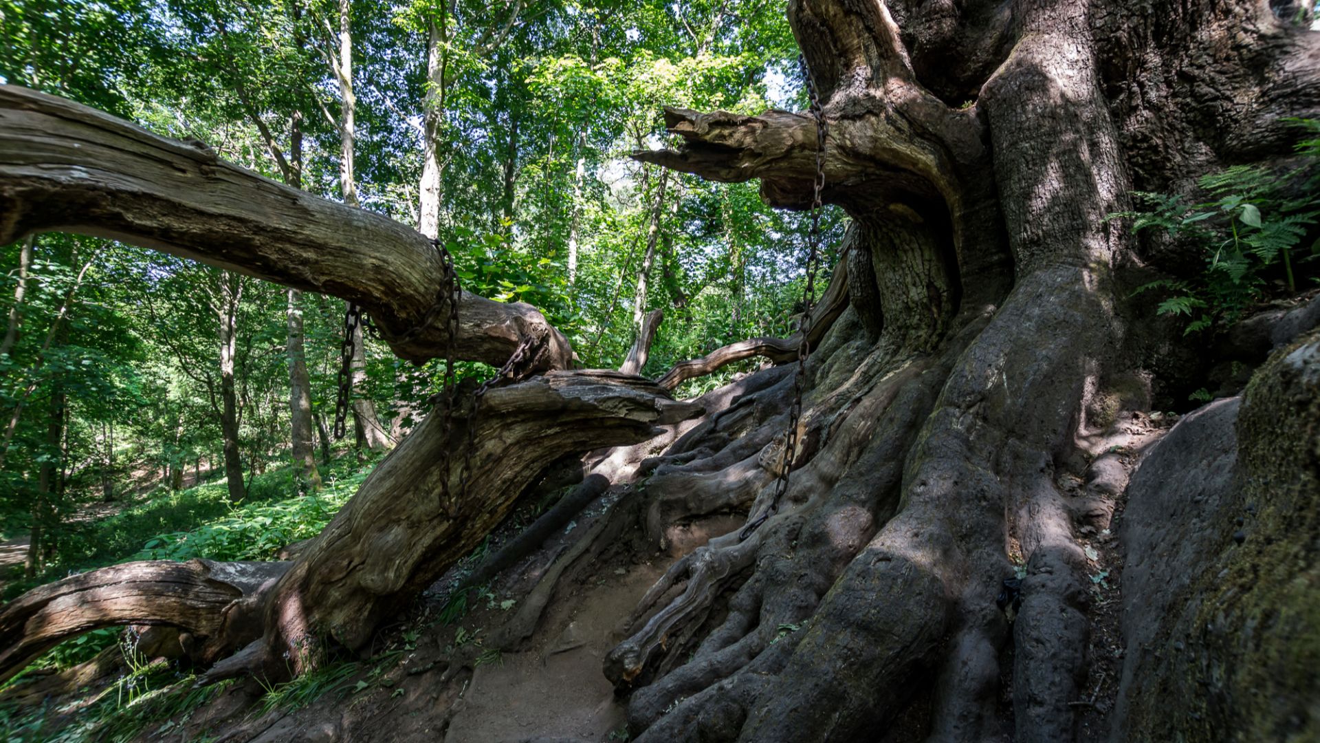 File:Chained Oak, Alton - geograph.org.uk - 6492534.jpg