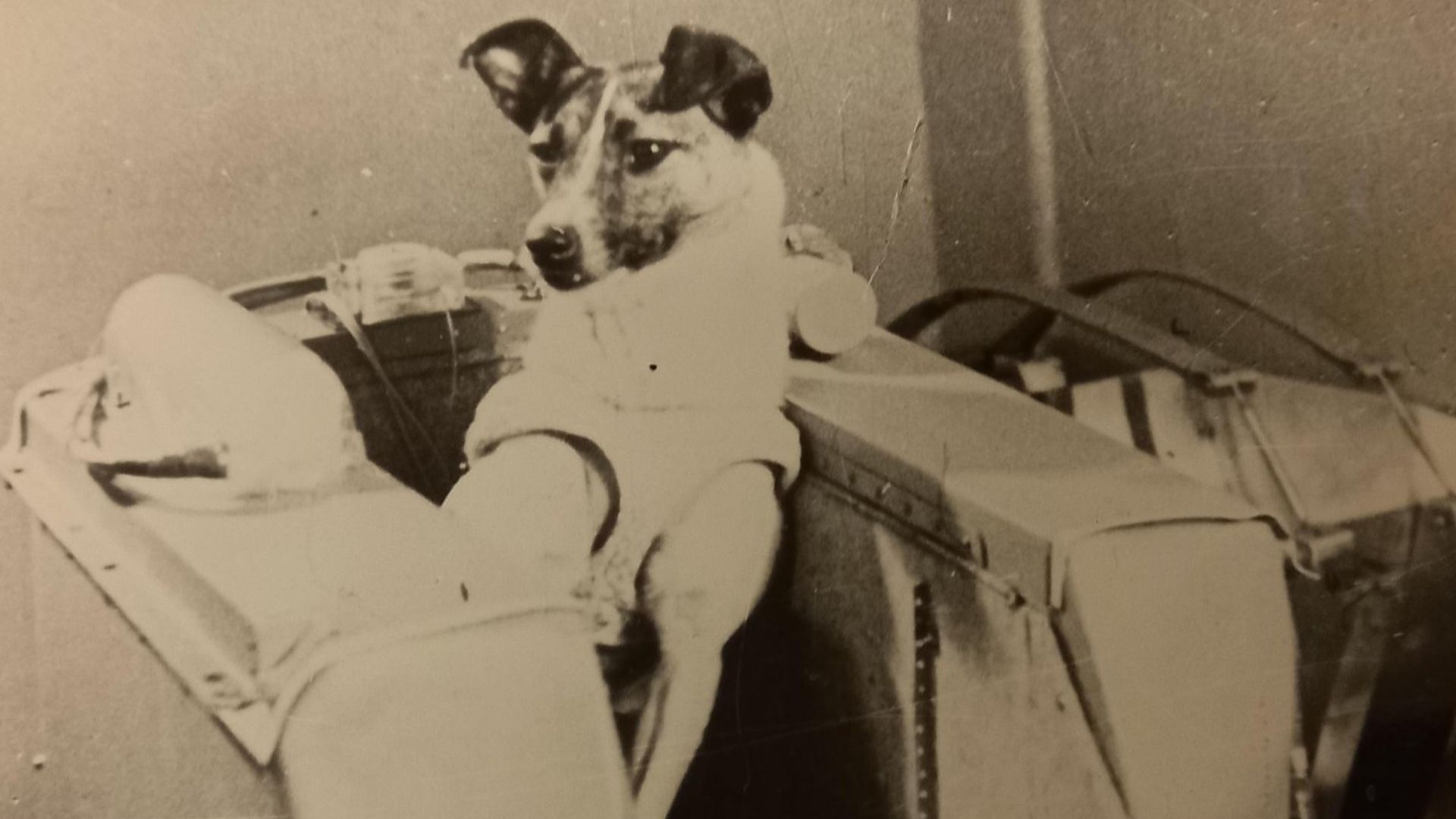 File:Лайка (собака-космонавт)1.jpg