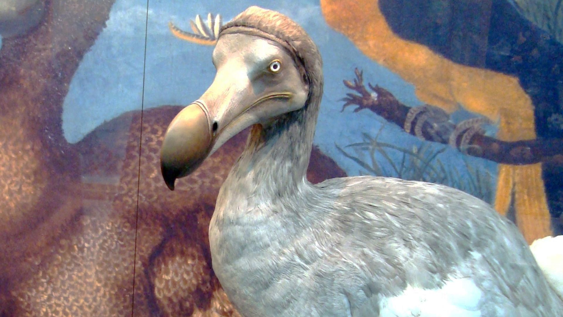 File:Oxford Dodo display.jpg