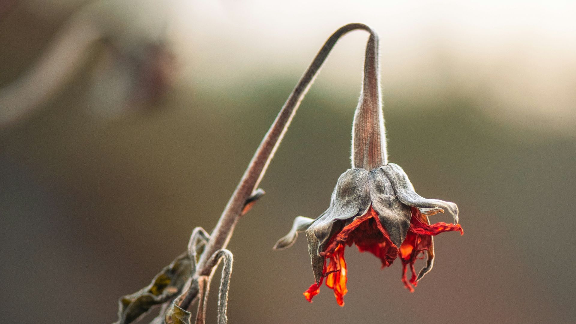 a close up of a flower with a blurry background