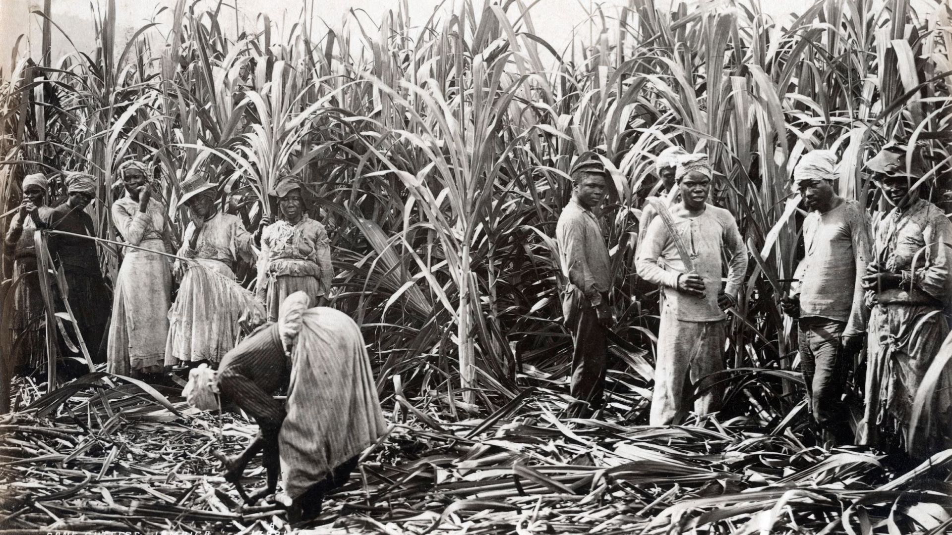 File:Cane cutters, Jamaica, 1891.jpg