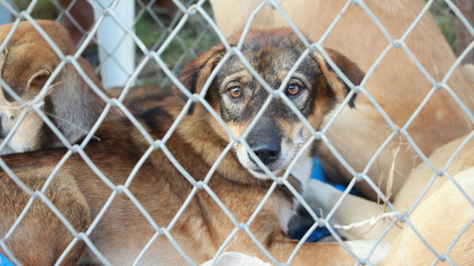 Pranidchakan Boonrom