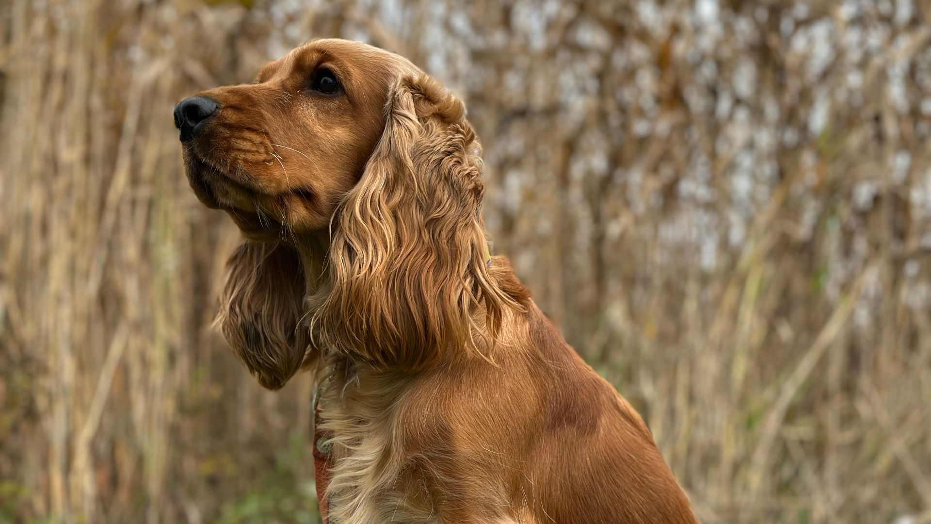 File:English Cocker Spaniel Red.jpg