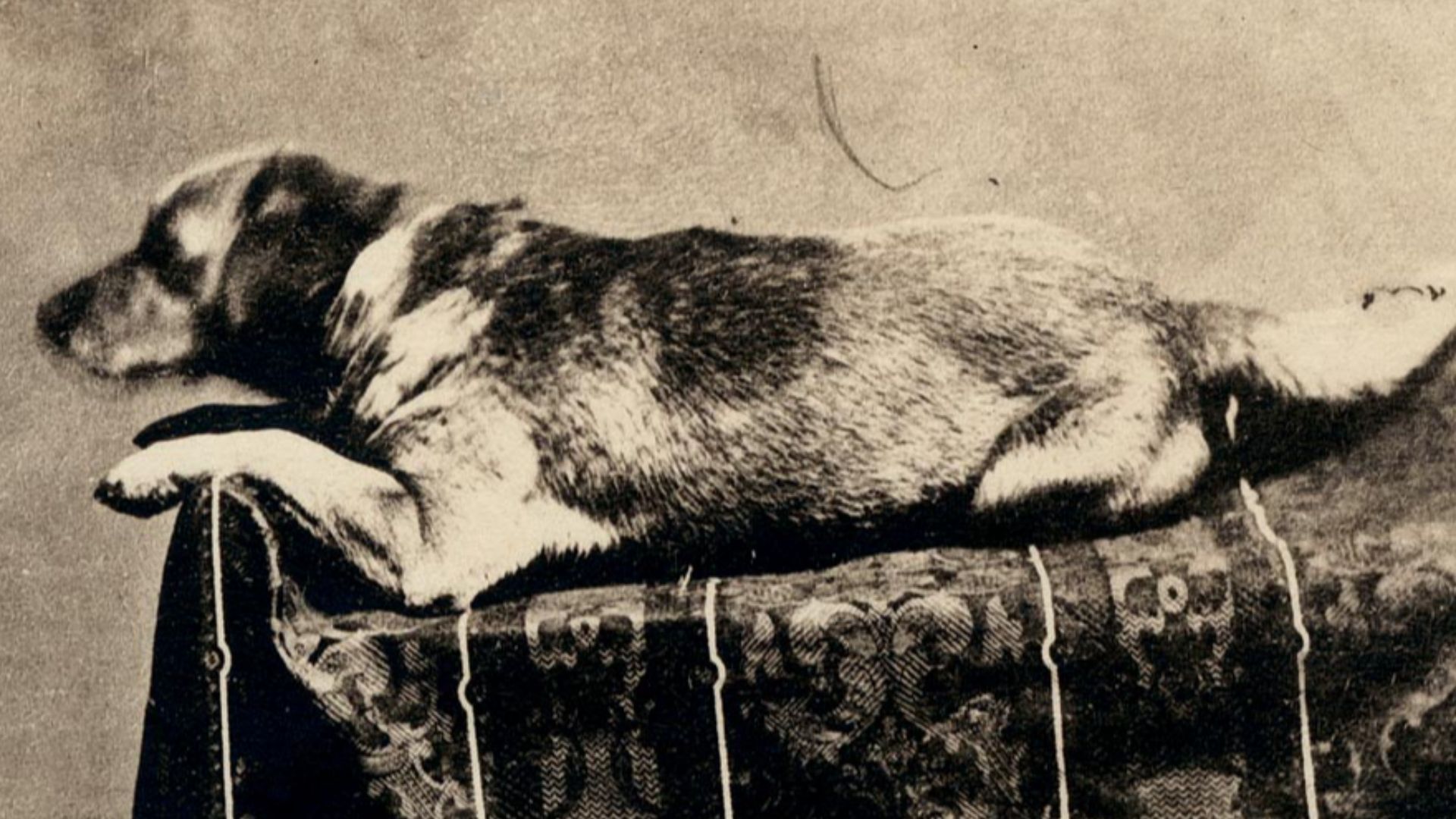 File:Fido the dog.jpg