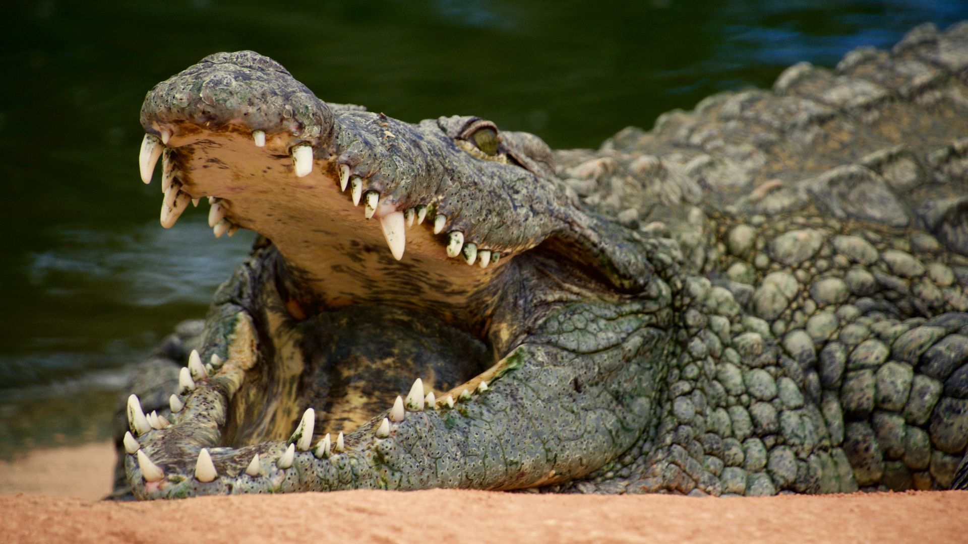crocodile on body of water during daytime