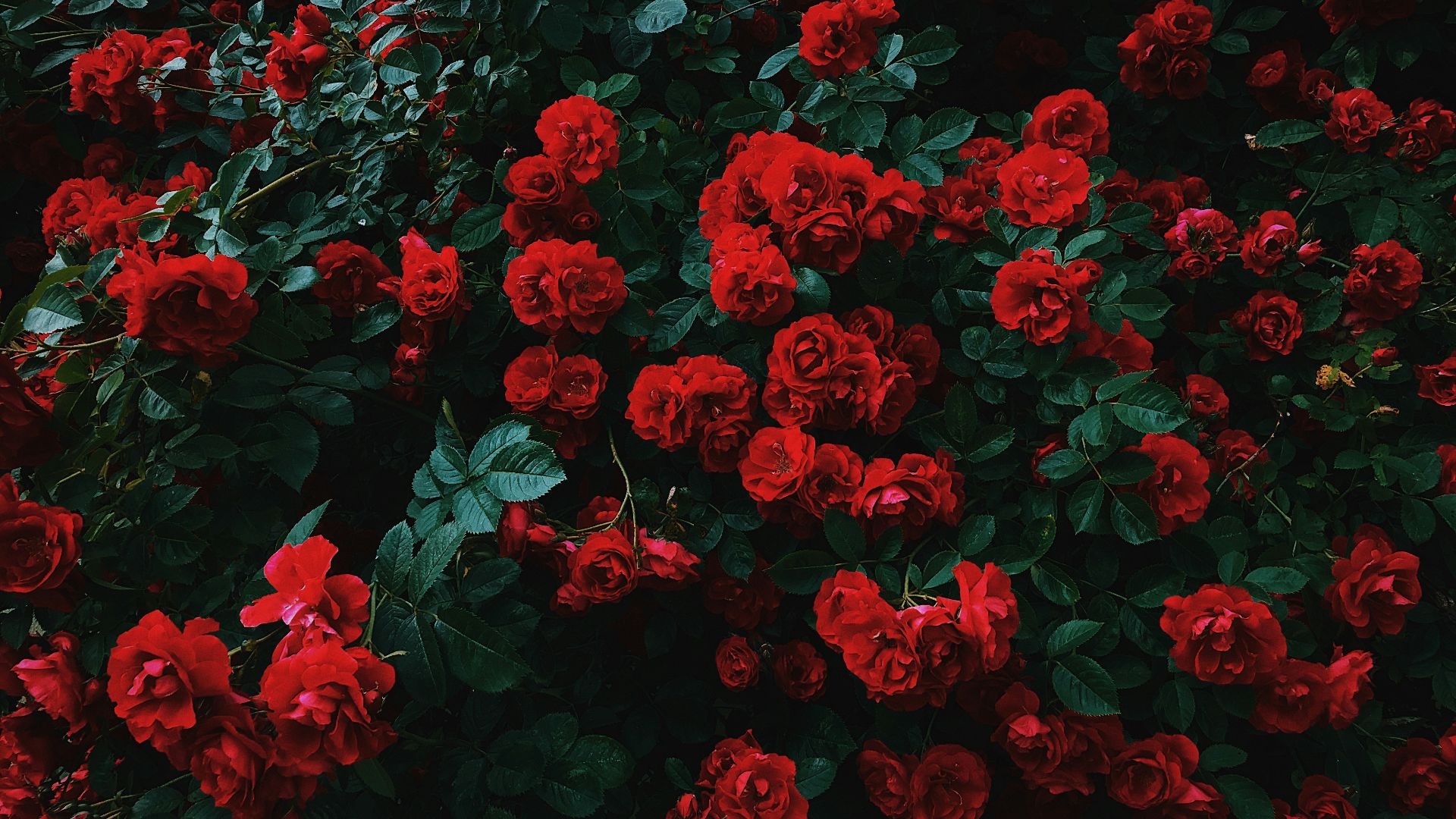 bed of red roses in bloom