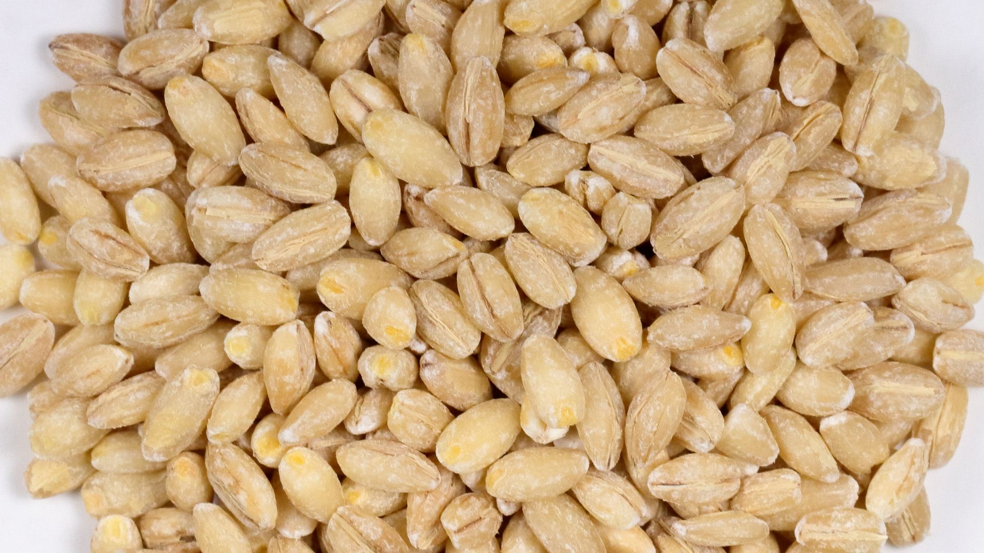 File:Barley Seeds with no husk.jpg