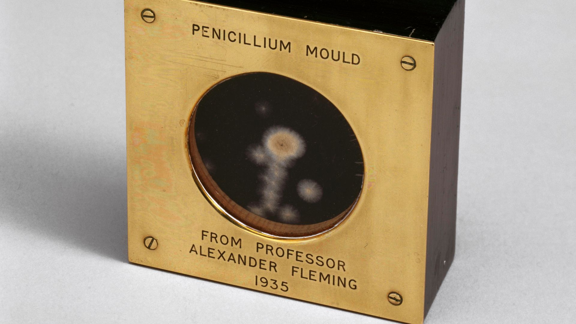 File:Sample of penicillin mould presented by Alexander Fleming to Douglas Macleod, 1935 (9672239344).jpg