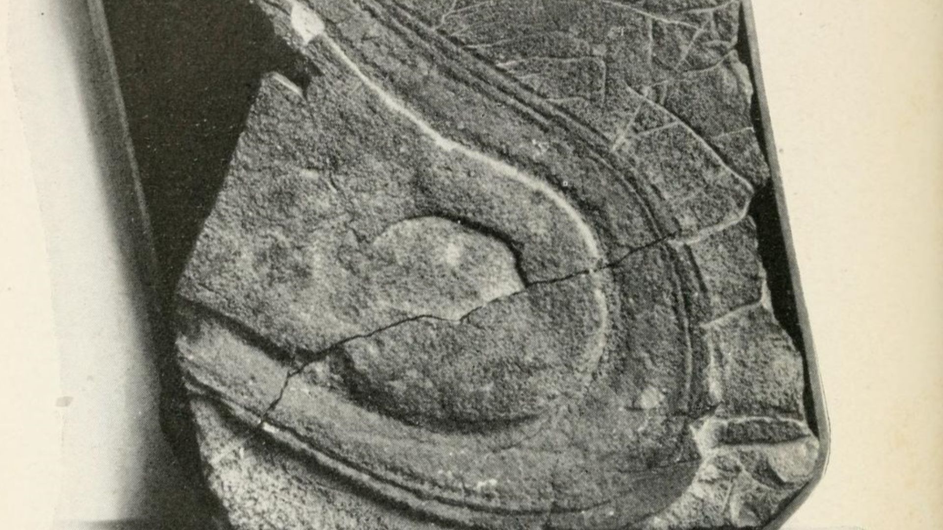 File:Triassic Shoe Sole Fossil.png