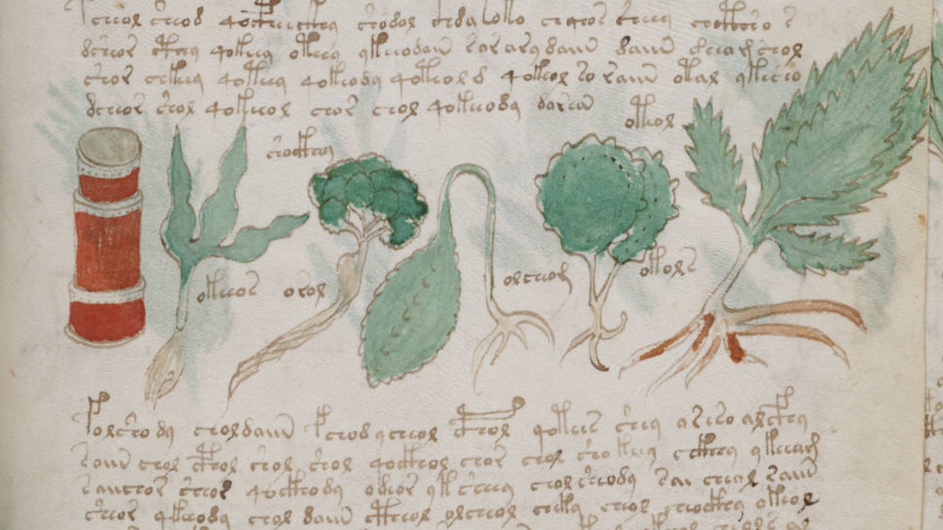 File:Voynich Manuscript (177).jpg