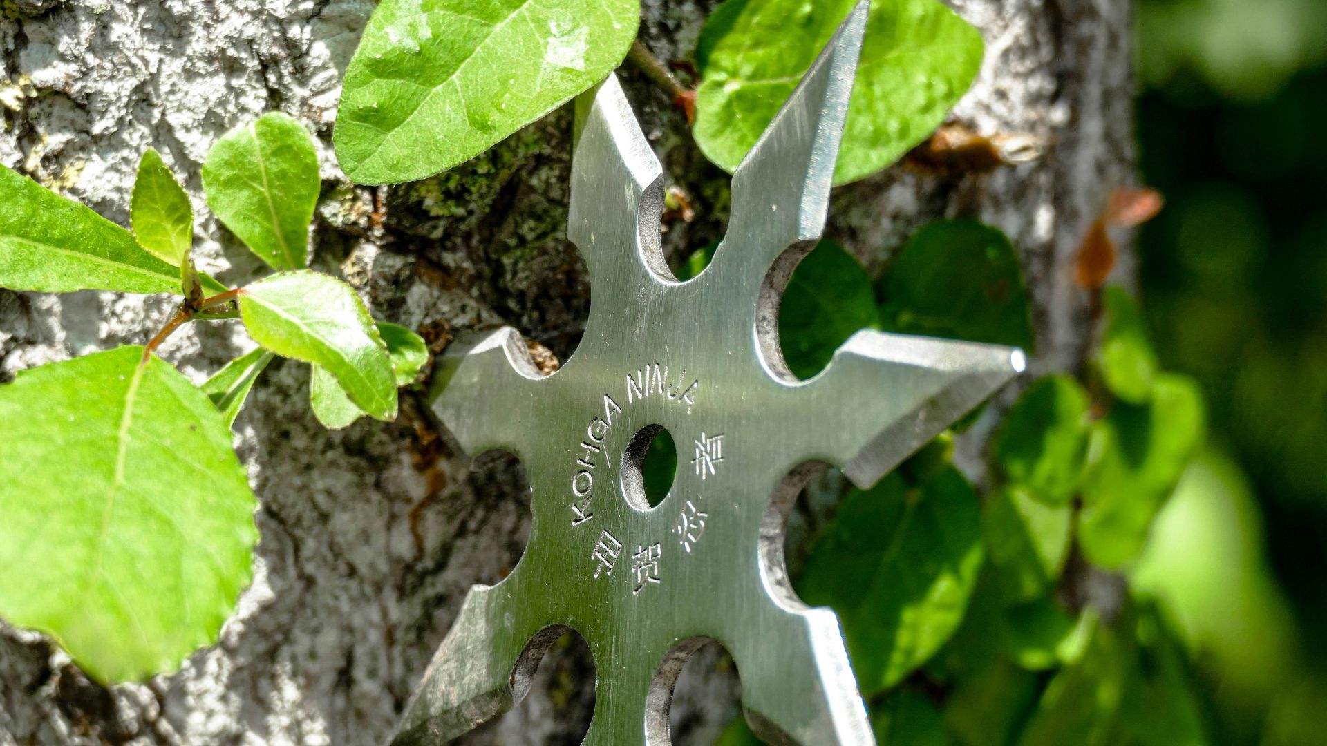 silver star ornament on gray tree trunk
