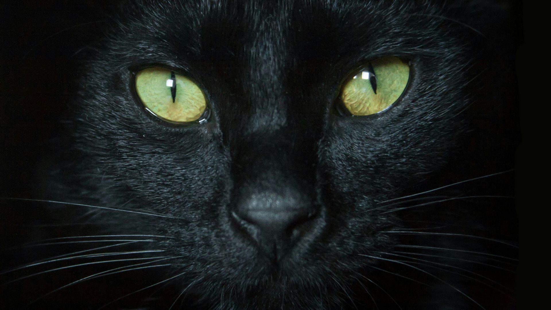 black cat with yellow eyes