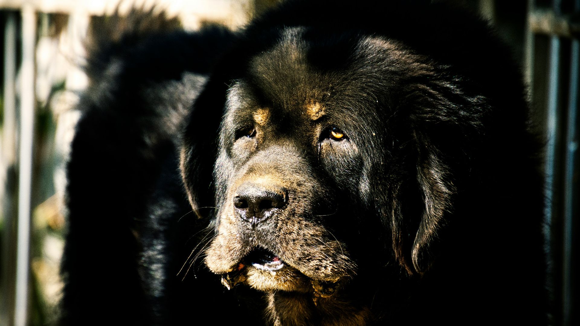 black and brown long coated dog