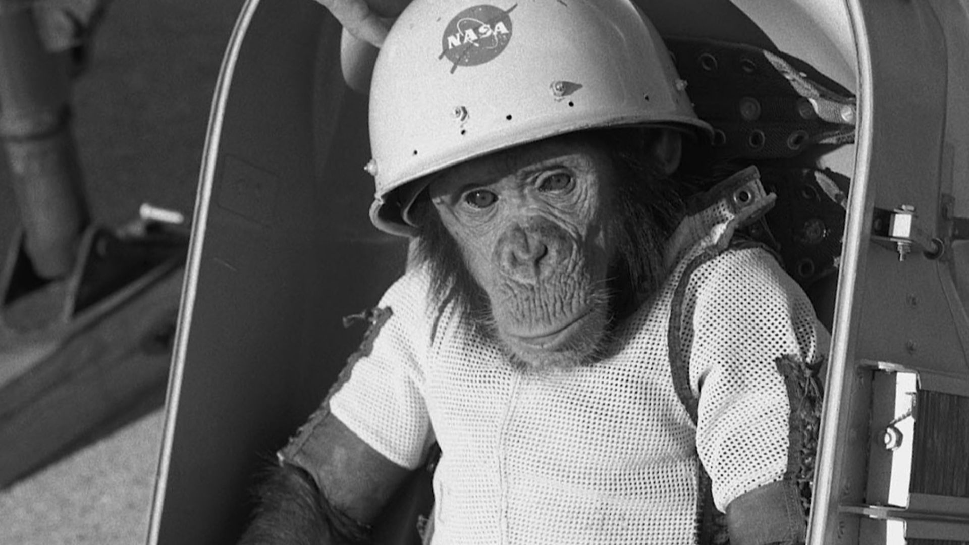 File:Ham the chimp (cropped).jpg