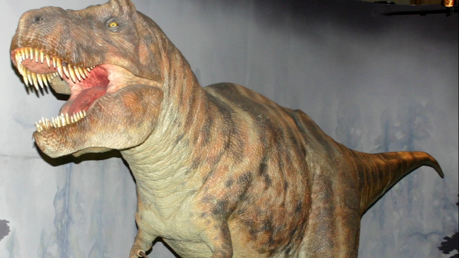 File:Tyrannosaurus model at NHM.jpg