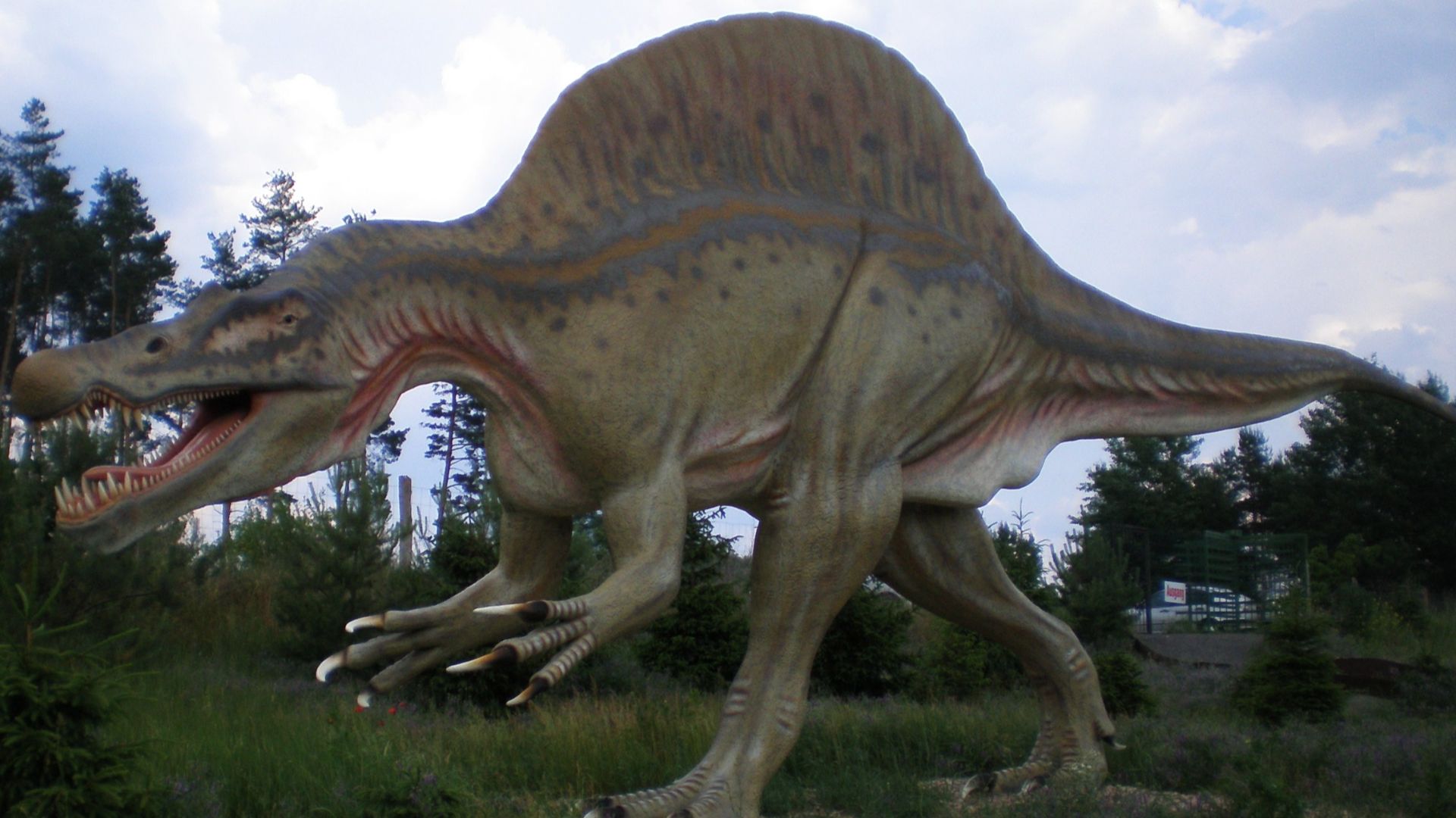 File:Spinosaurus Tierpark Germendorf.jpg