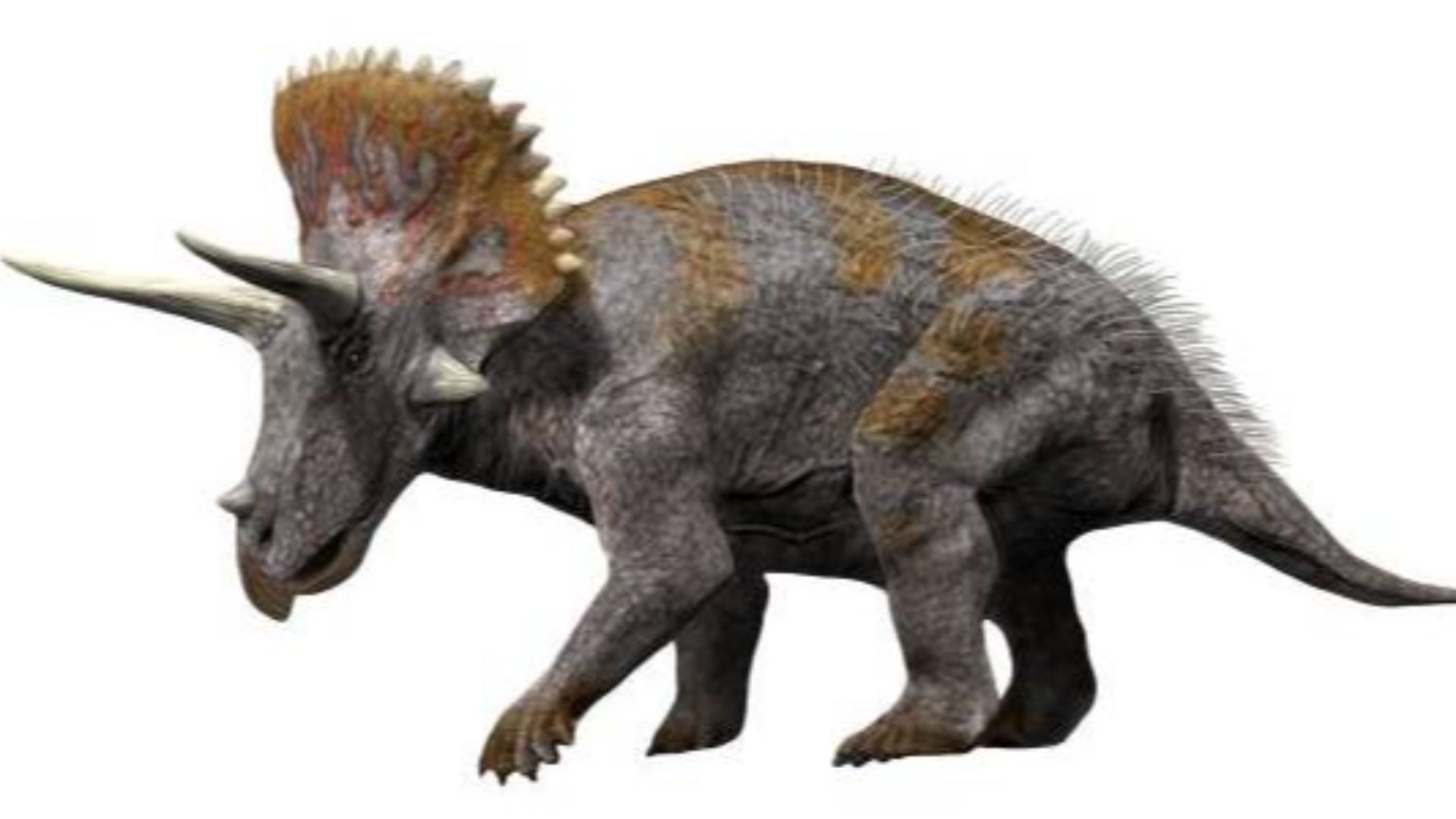 File:Triceratops4 NT small.jpg