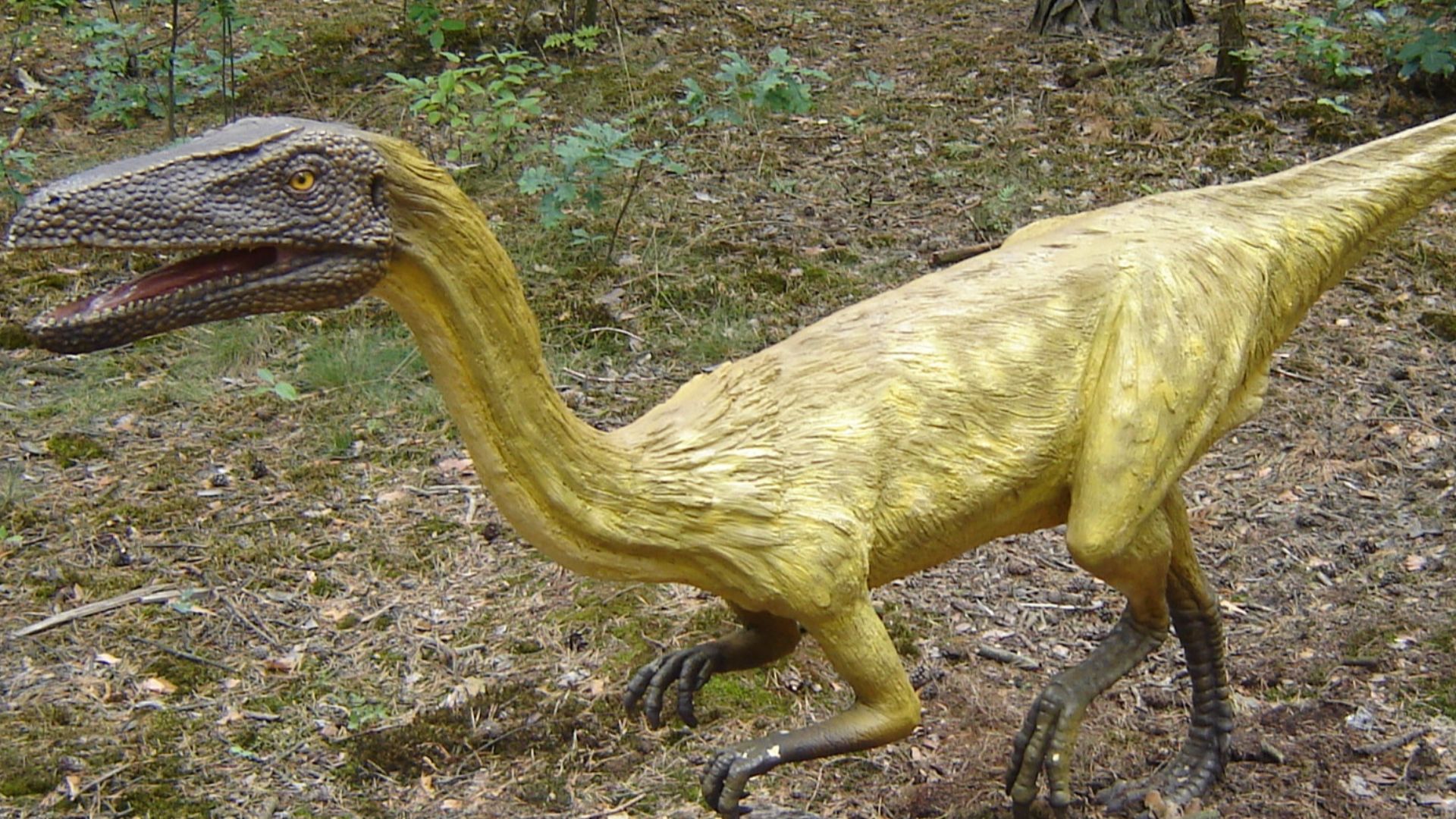 File:Coelophysis bauri.JPG