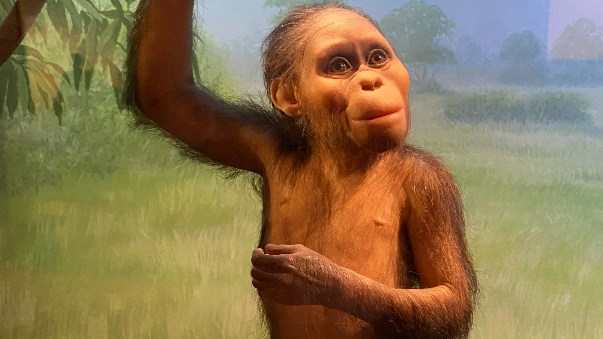 File:Selam (Australopithecus afarensis) model at California Academy of Sciences.jpg