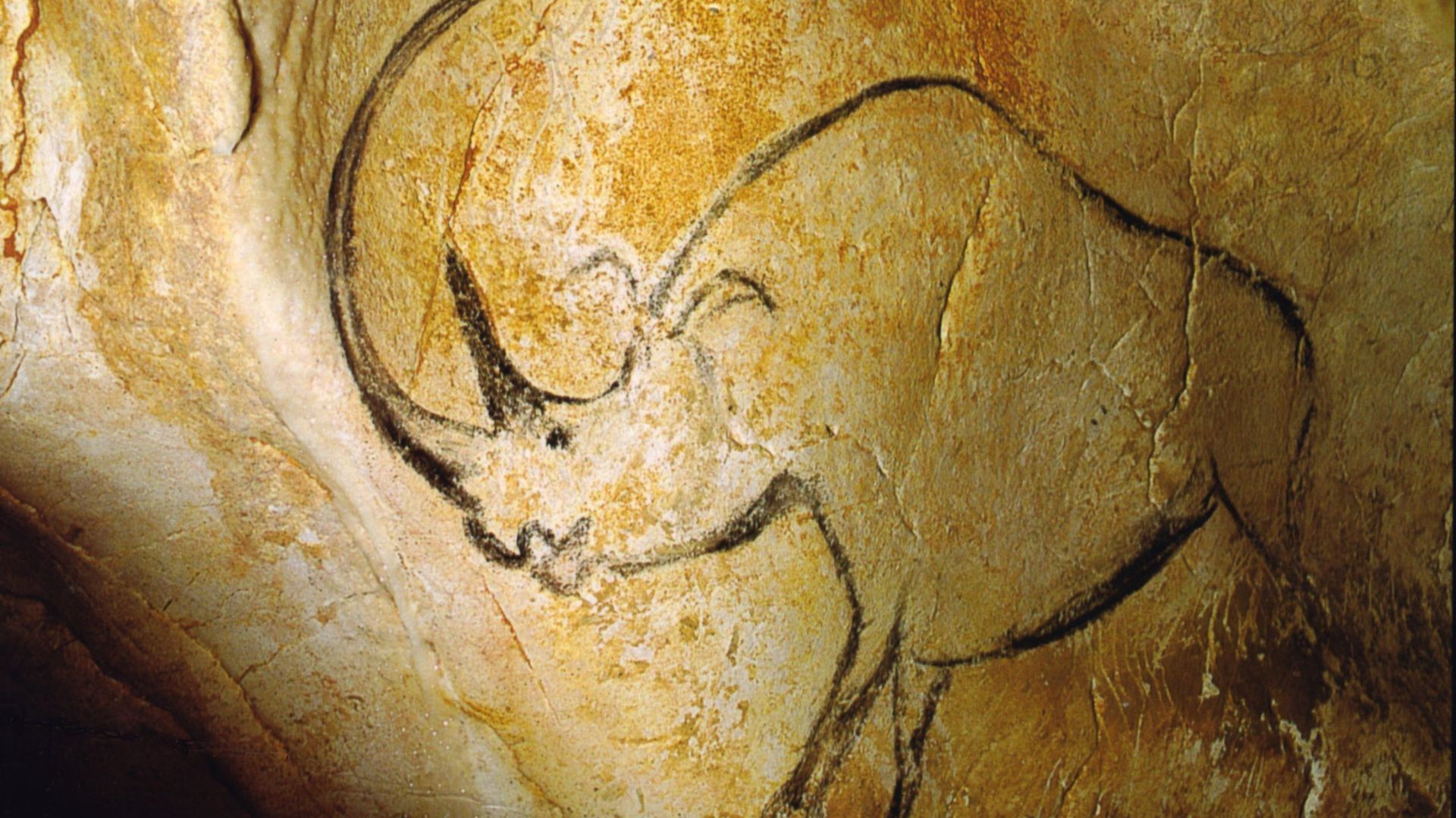 File:Rhinocéros grotte Chauvet.jpg