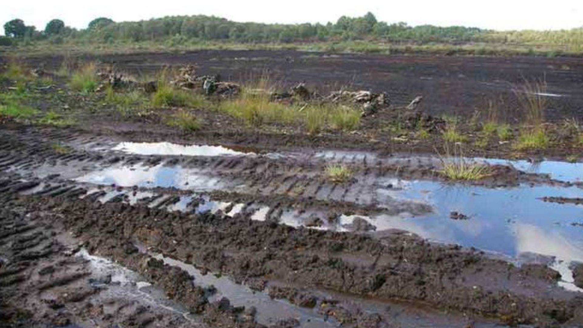 File:Lindow Moss 2006.jpg