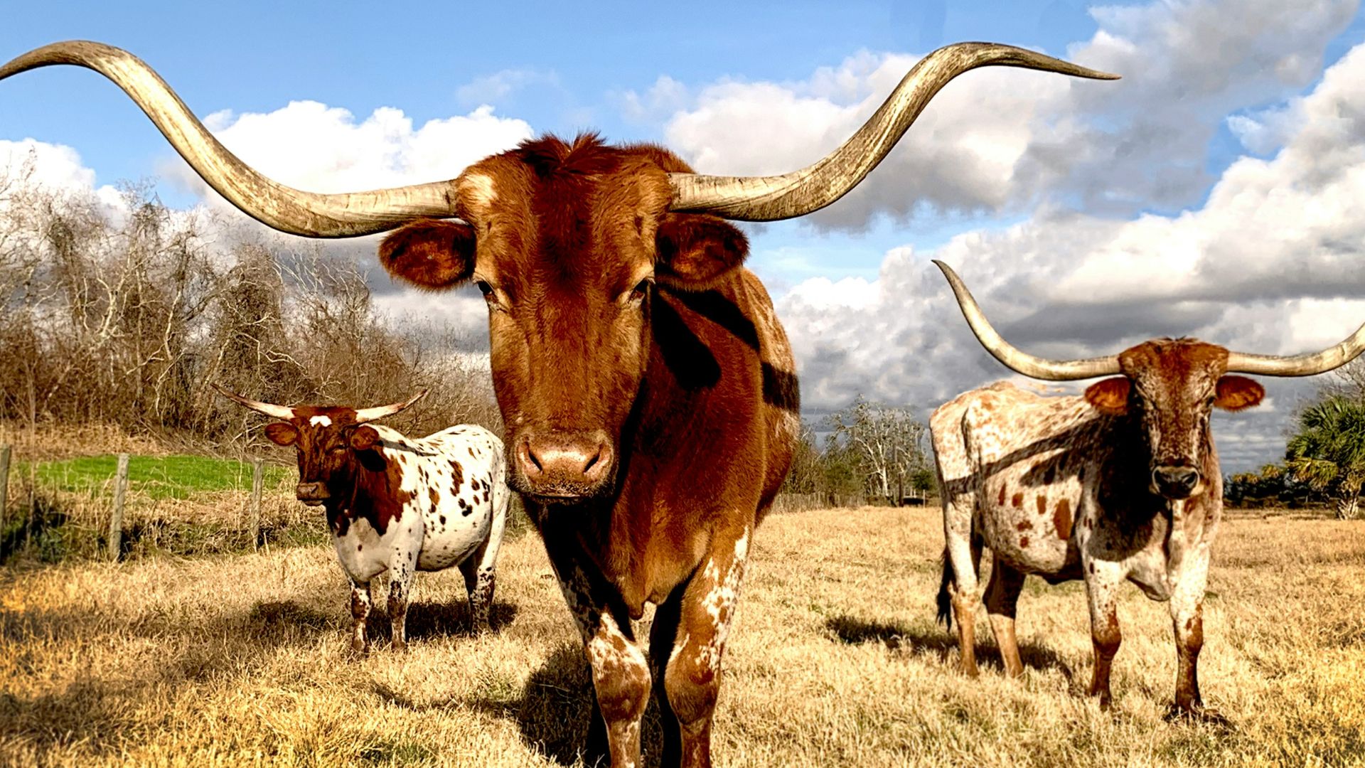 cows on grassy field under blue cloudy sky