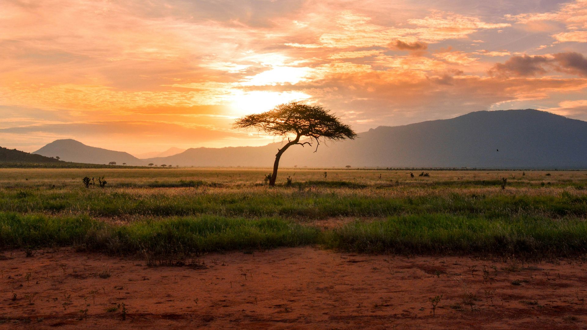 tree between green land during golden hour