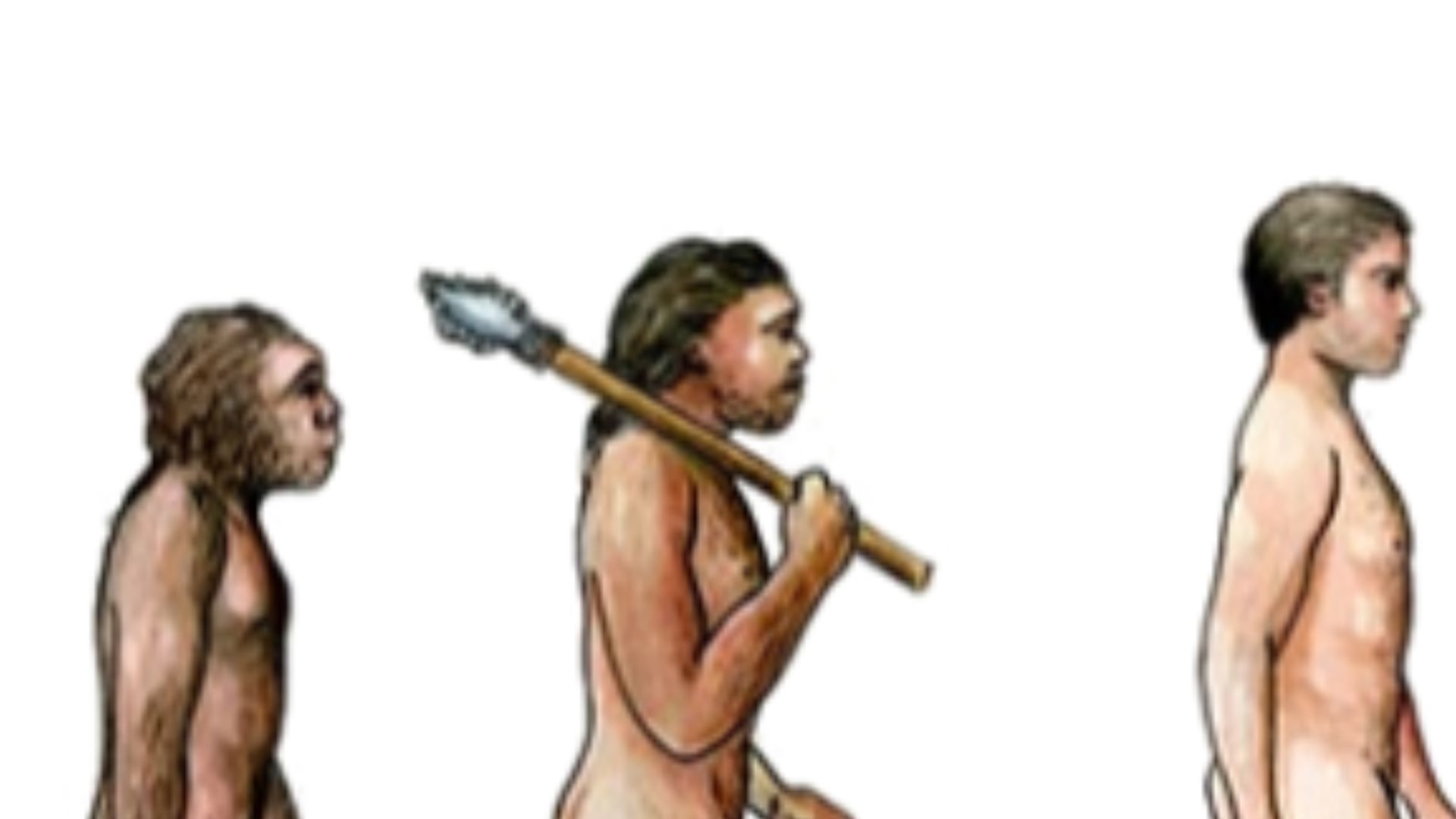 File:Human Evolution Icon.png
