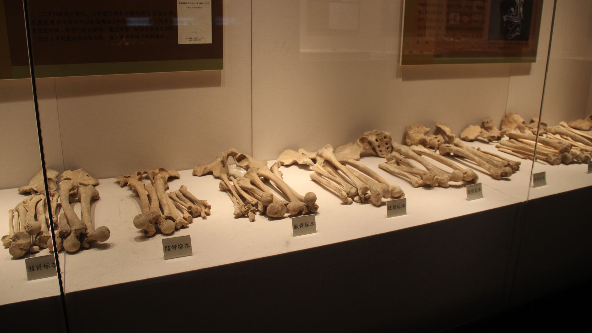 File:Ancient Human Bones (10118004405).jpg