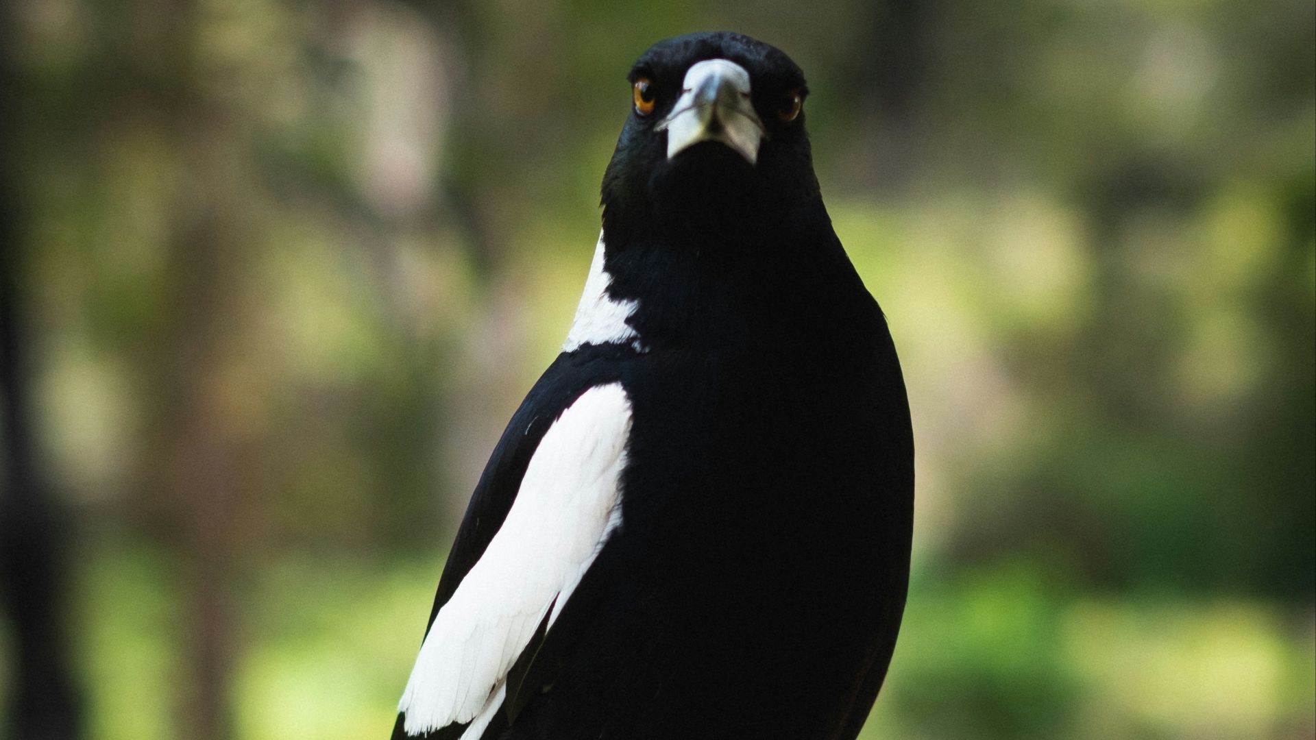 a bird standing on a railing