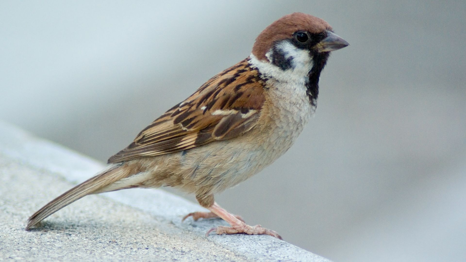 File:Tree Sparrow at Osaka Japan.jpg