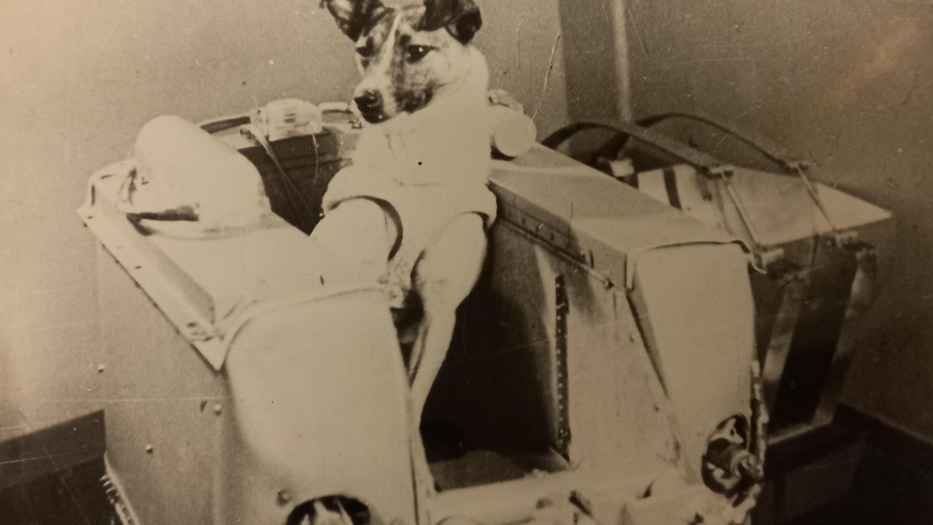 File:Лайка (собака-космонавт)1.jpg