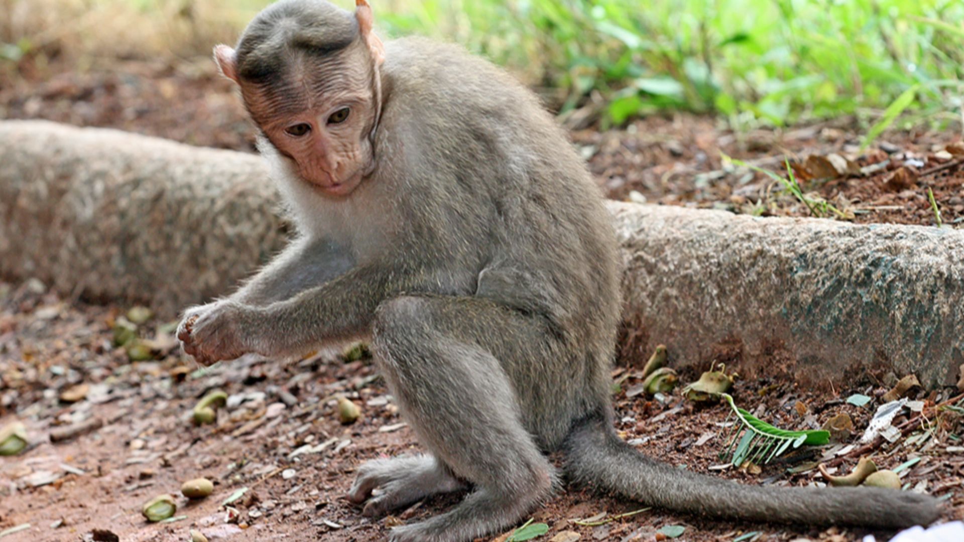 File:Crab eating Macaque.jpg