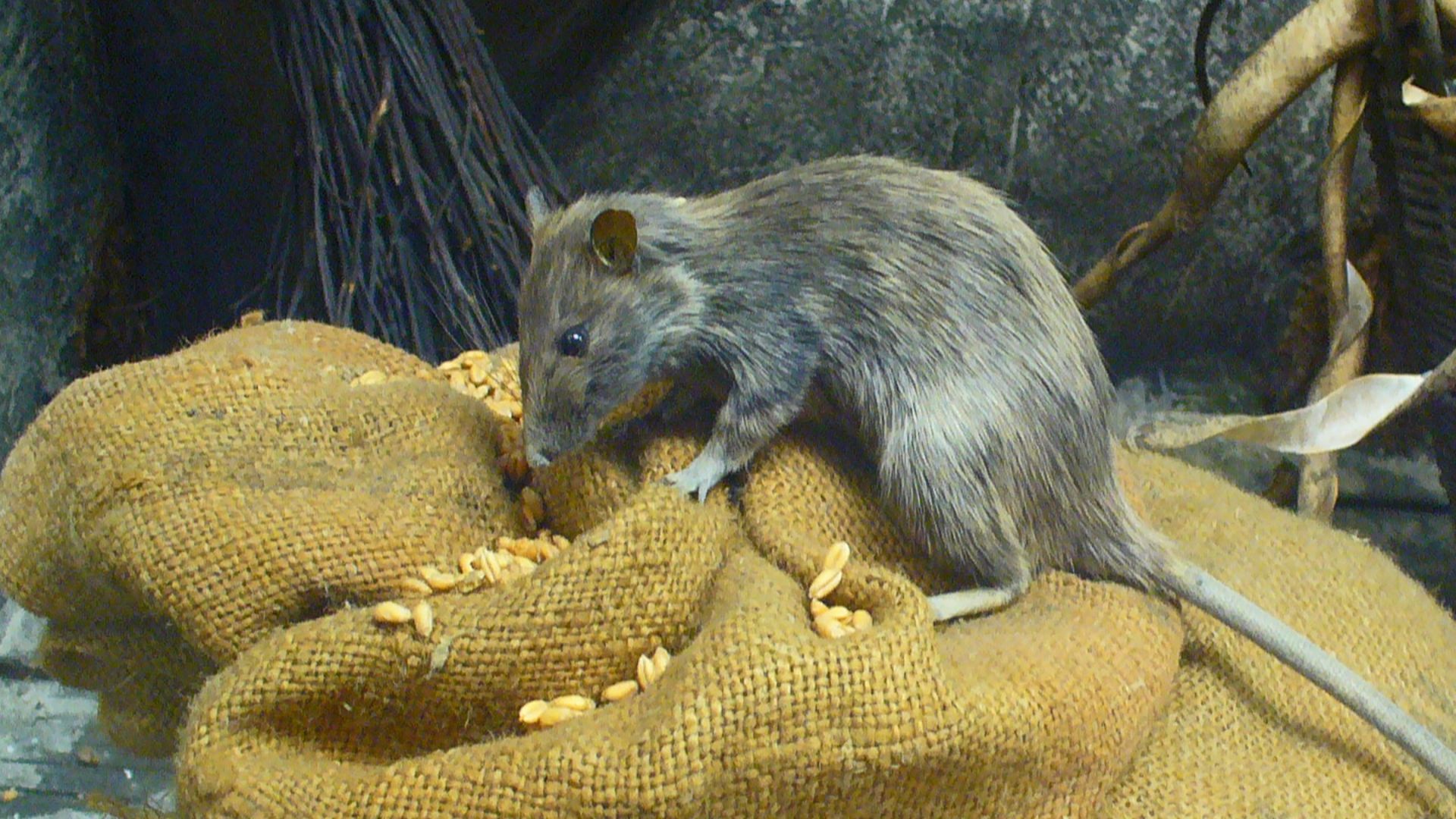 File:Rattus rattus 01 reframed.JPG