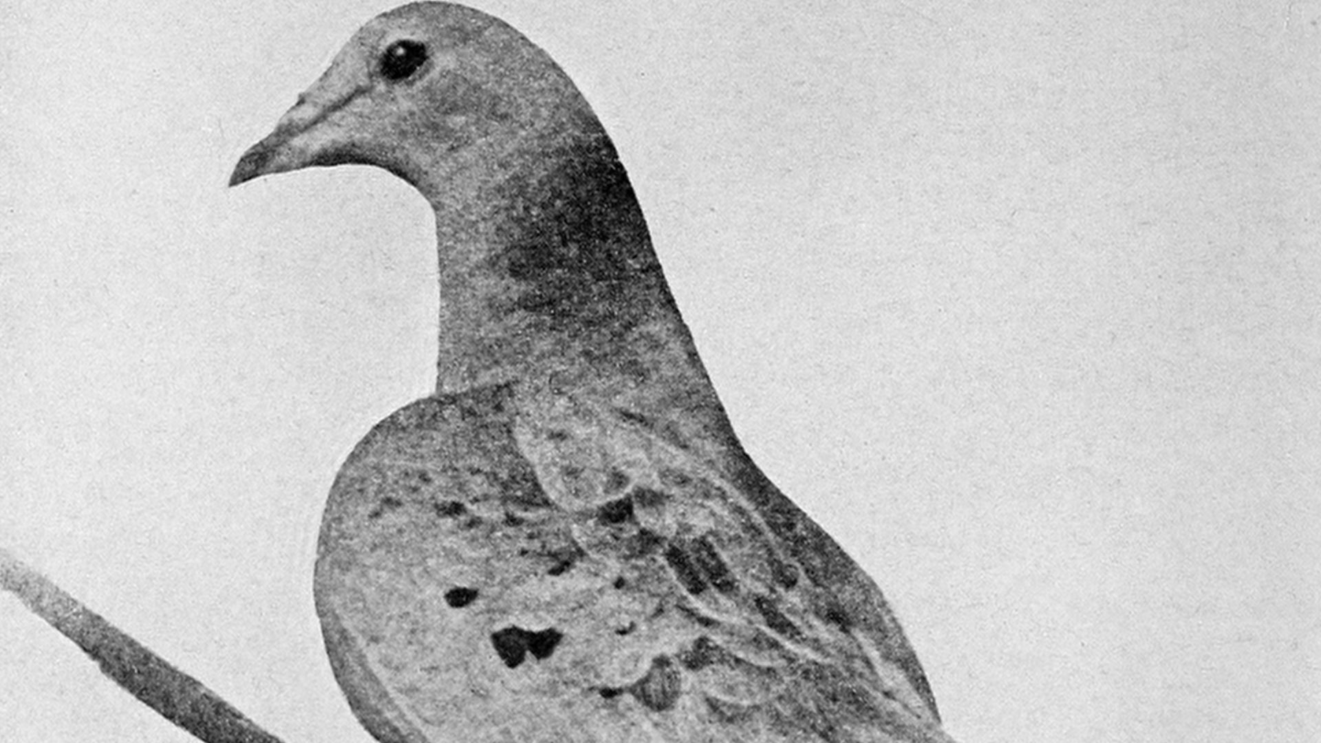 File:Martha last passenger pigeon 1912.jpg
