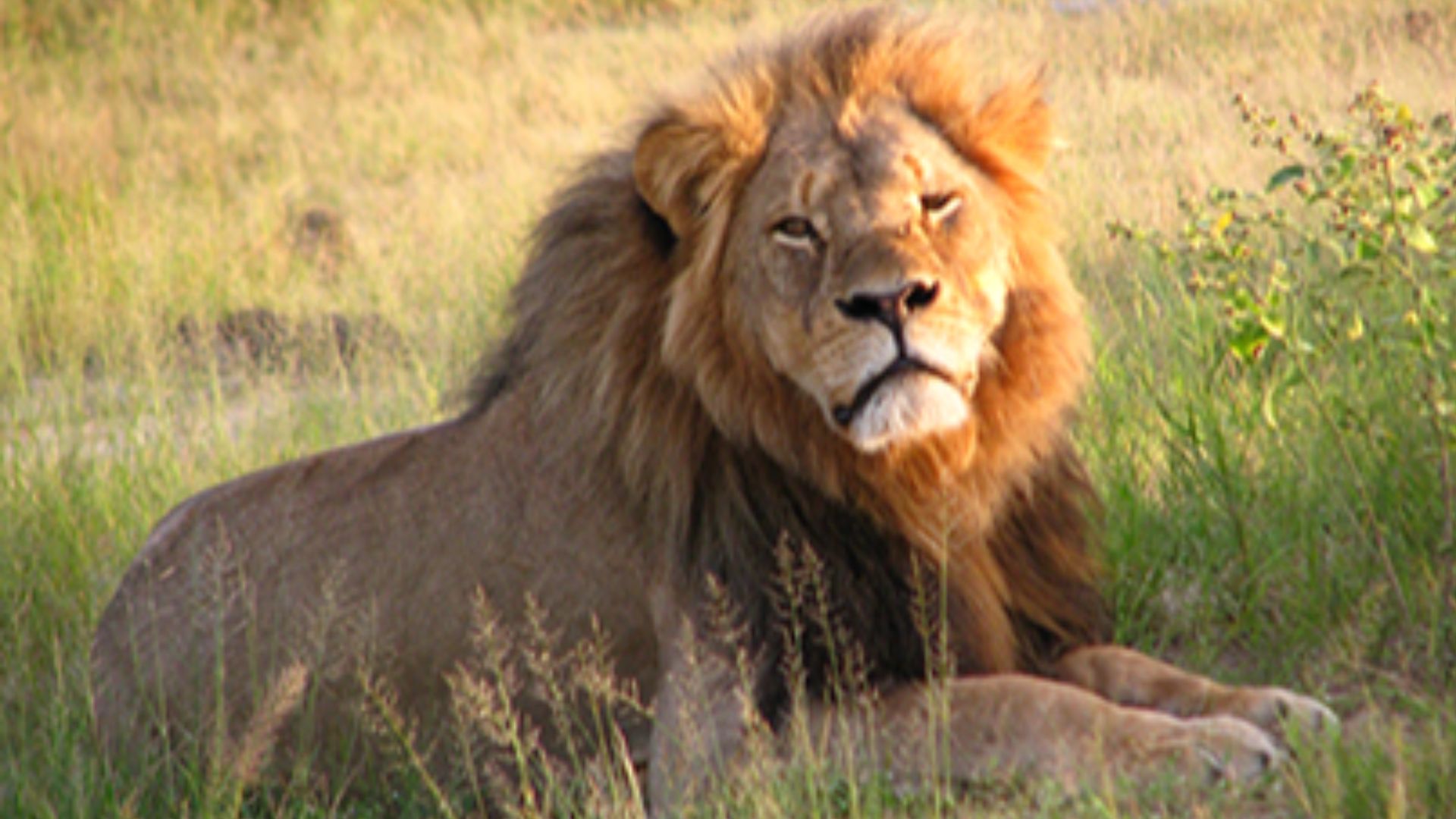 File:Cecil the Lion.jpg