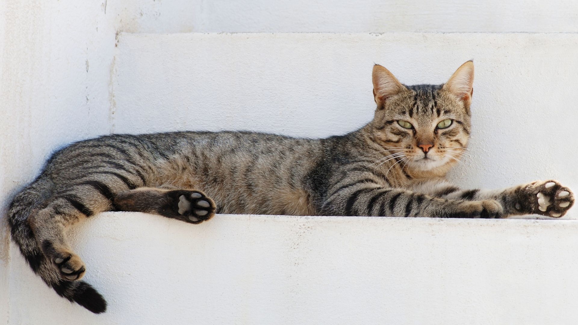 File:Cat August 2010-4.jpg