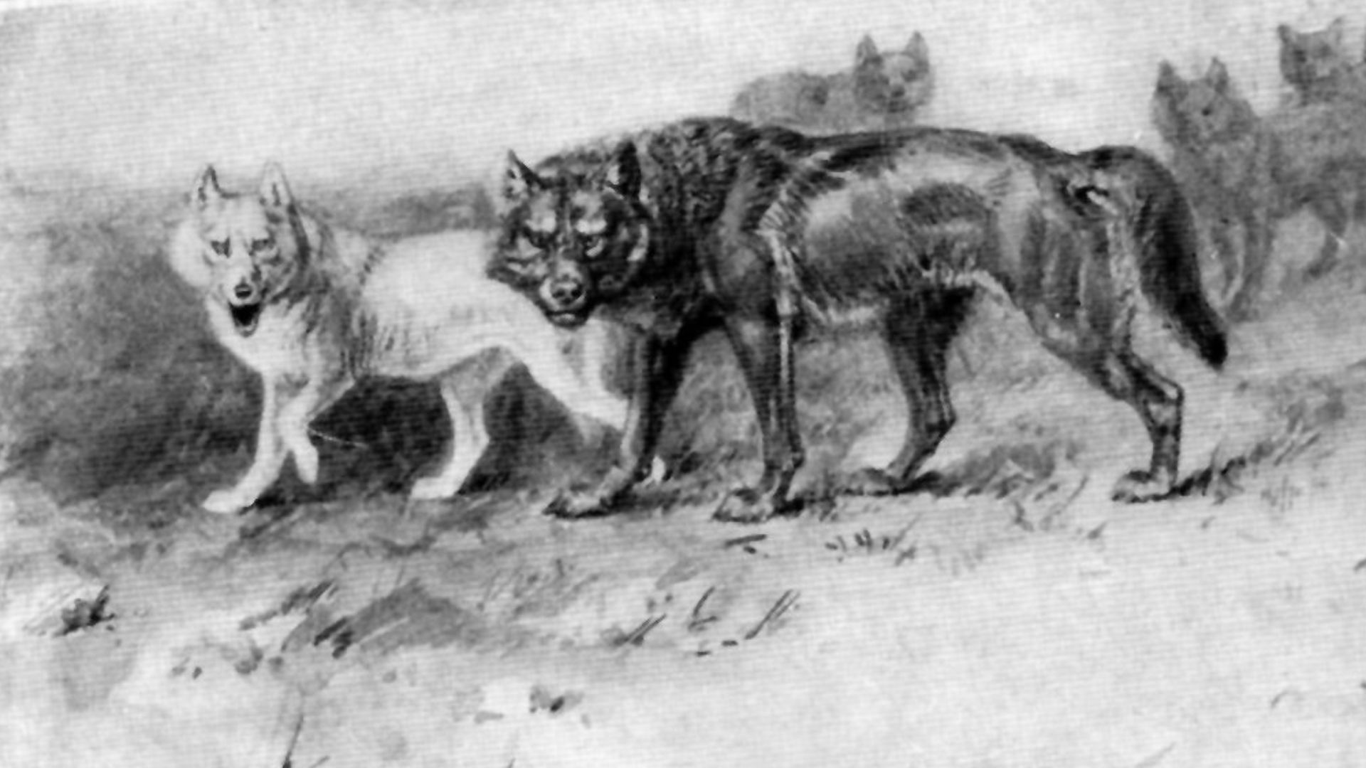 File:Lobo (The King of Currumpaw).jpg