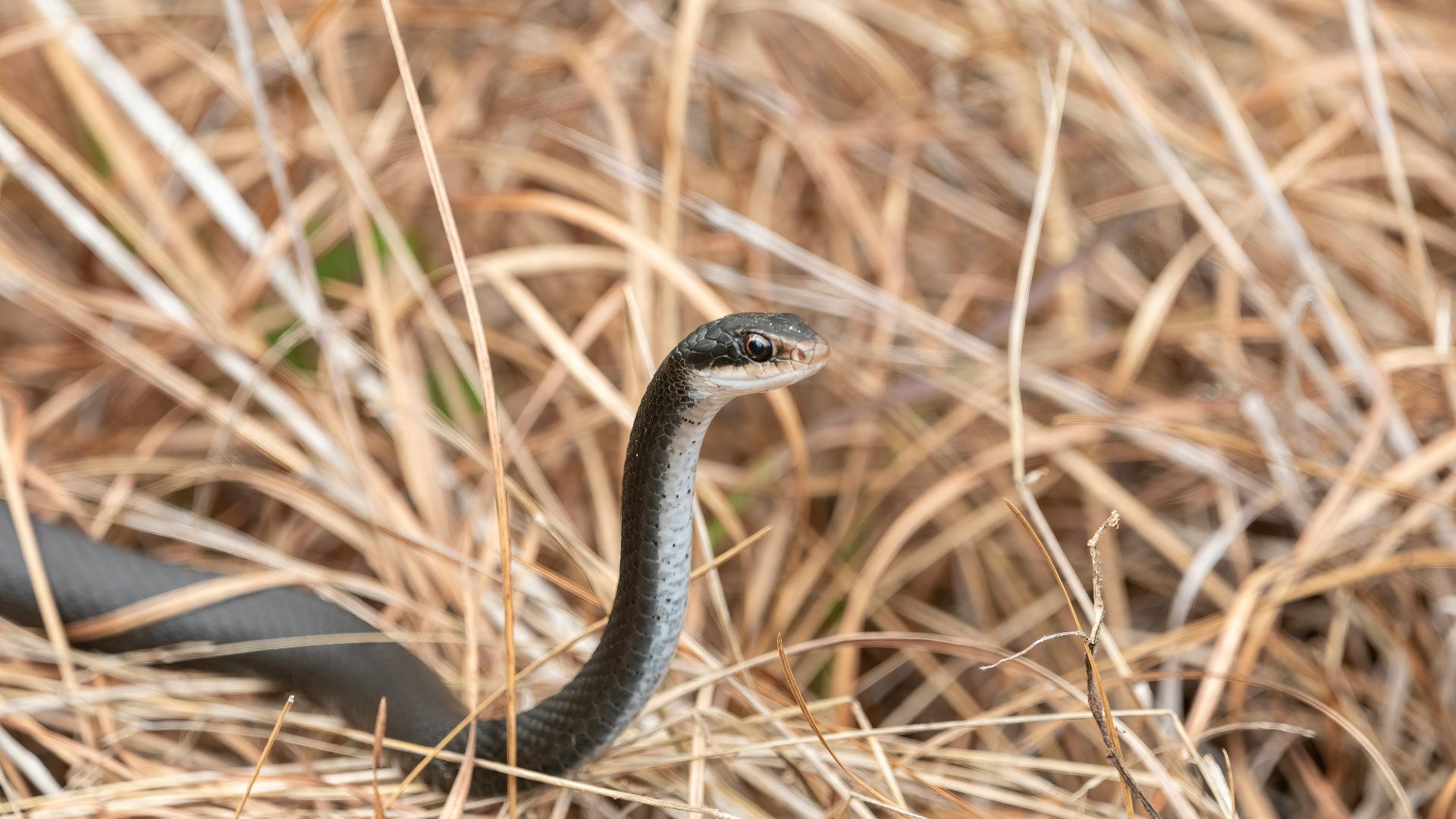 a black snake in a field of dry grass
