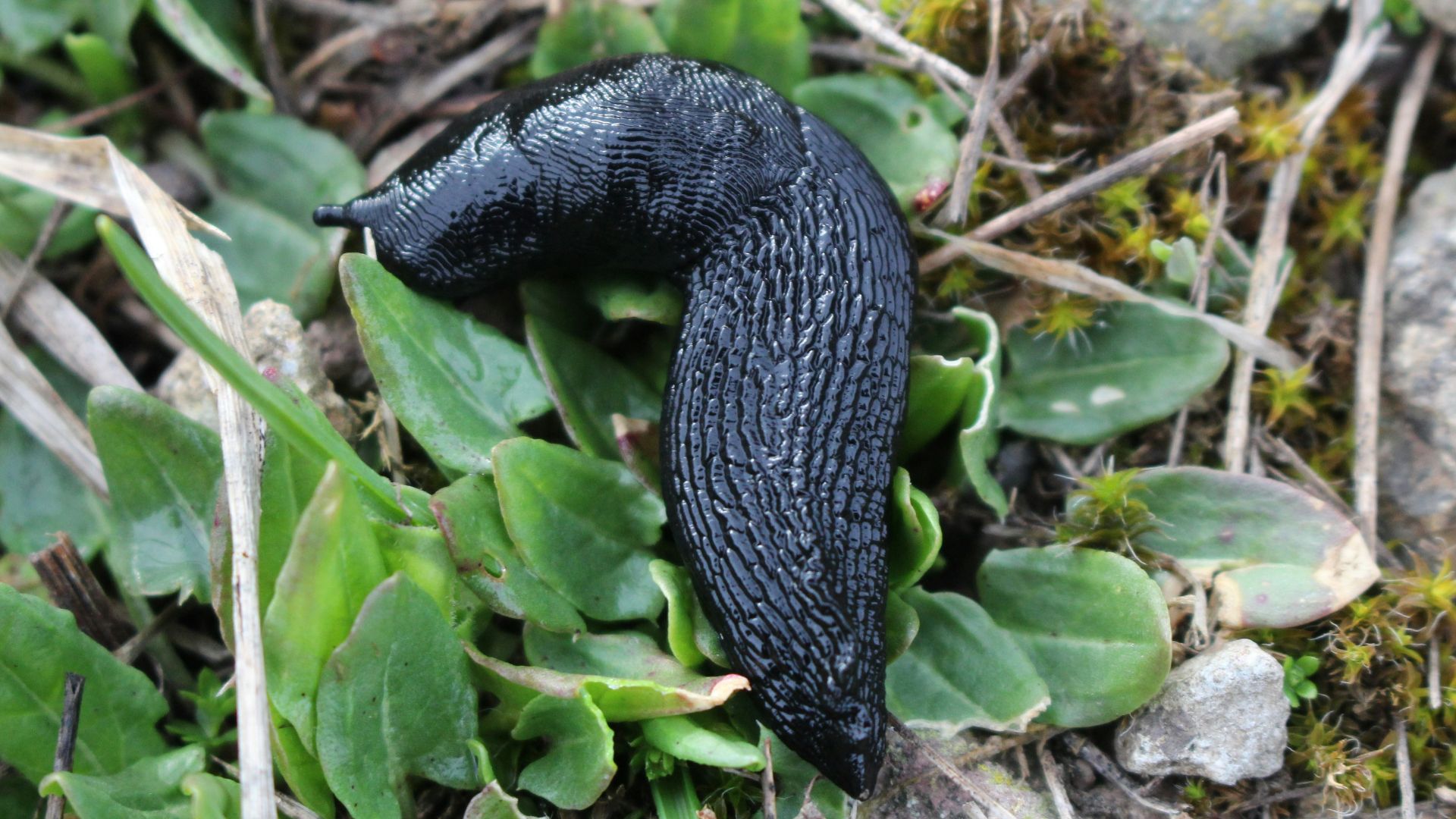 A black slug rests among green leaves.
