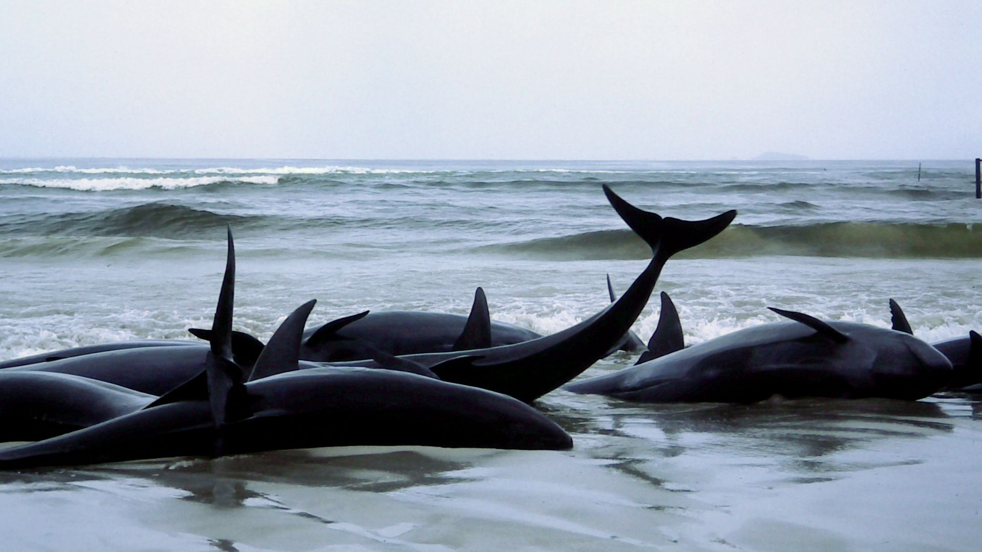 File:1986 beached whales in Flinders Bay (2).JPG