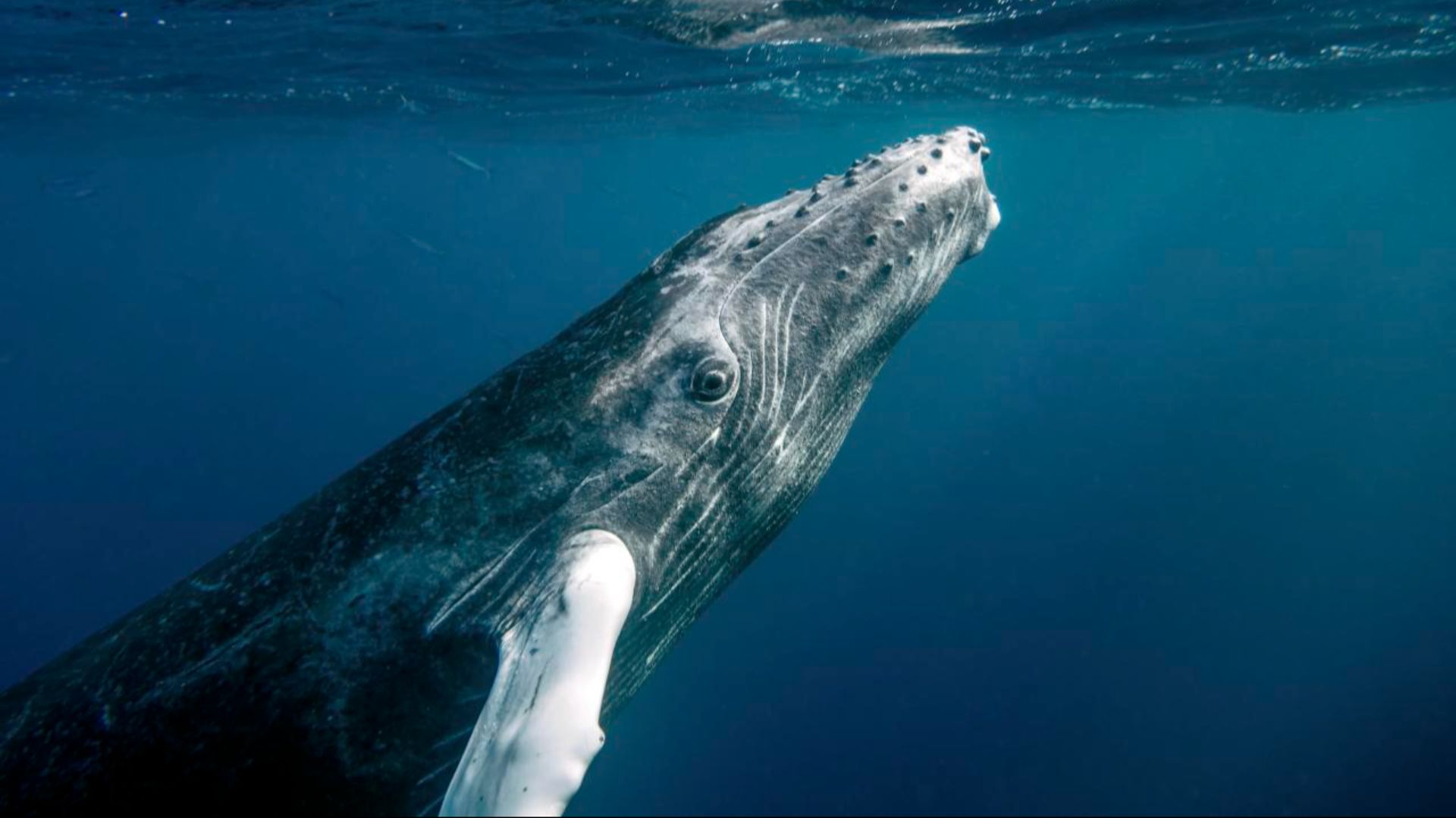 File:Humpback Whales - Flickr - Christopher.Michel (62).jpg