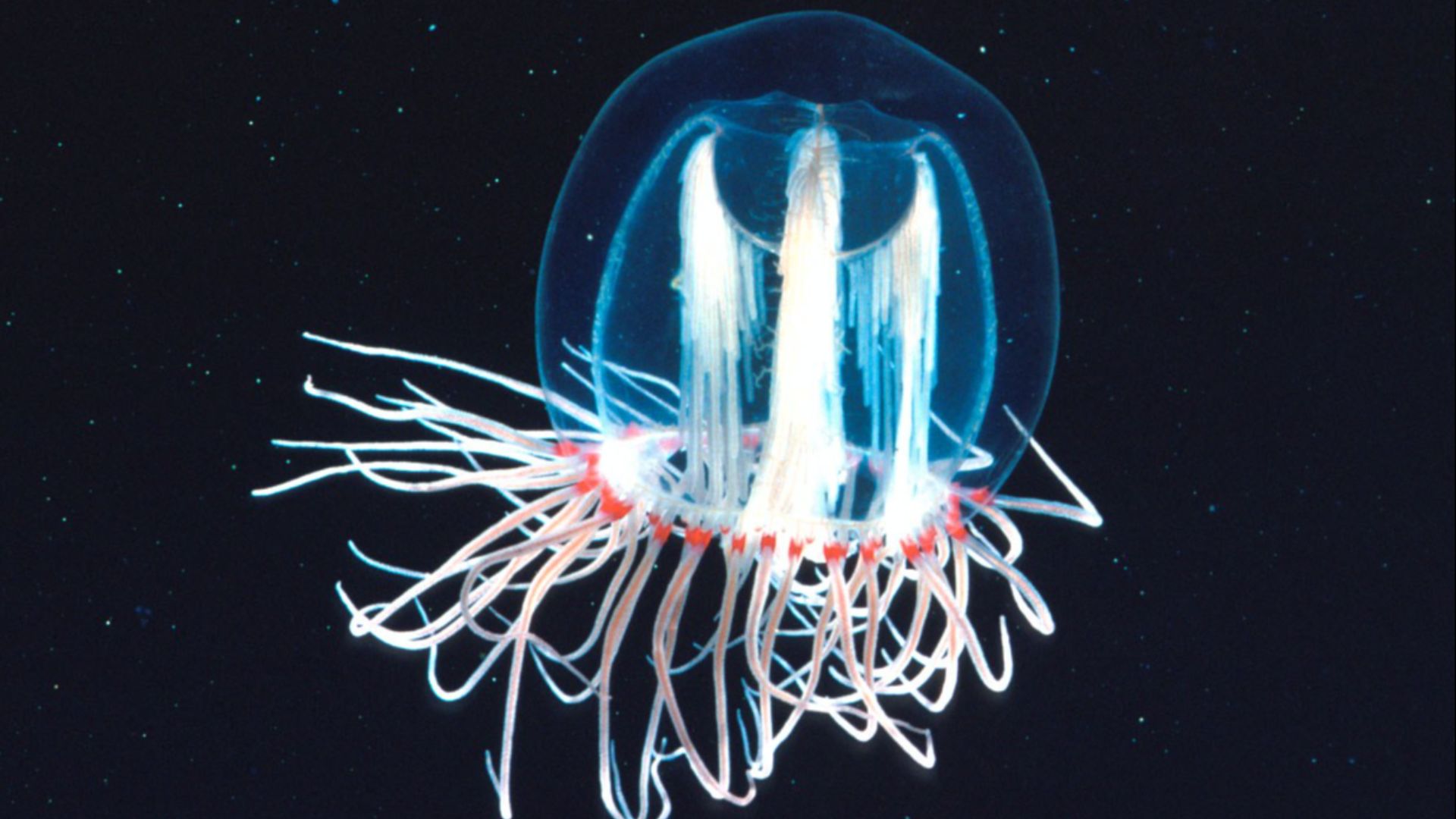 File:Zooplankton1 300.jpg