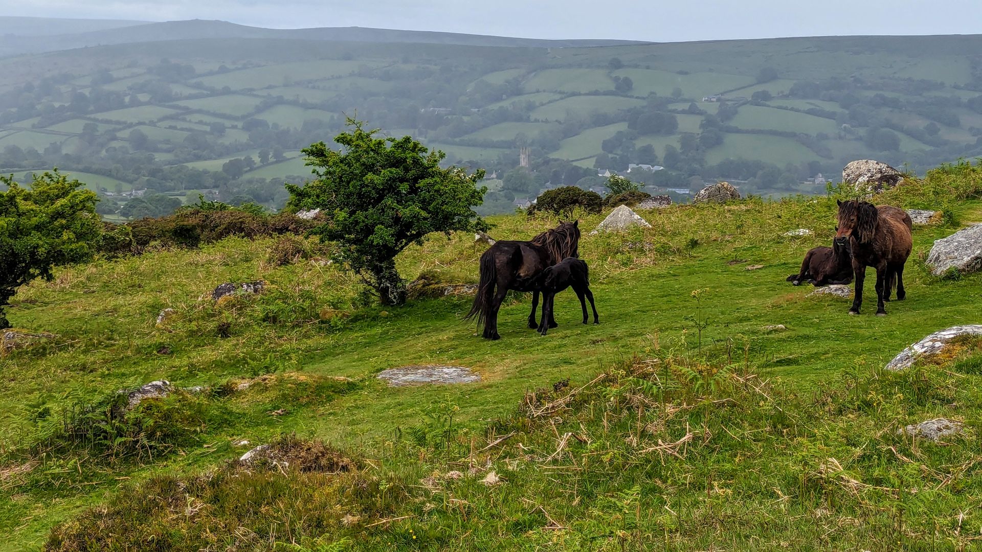 File:Dartmoor Ponies Grazing.jpg