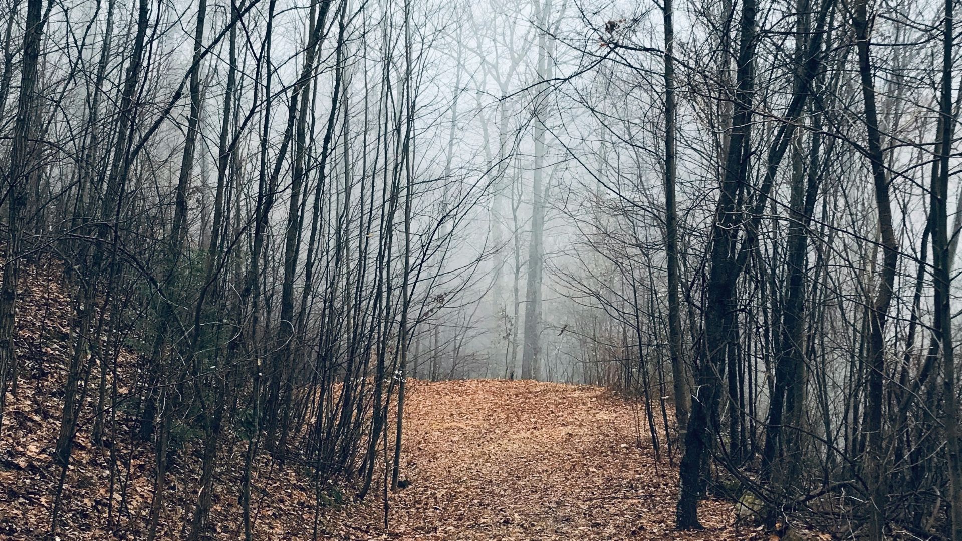 path way in the middle of black bare treees