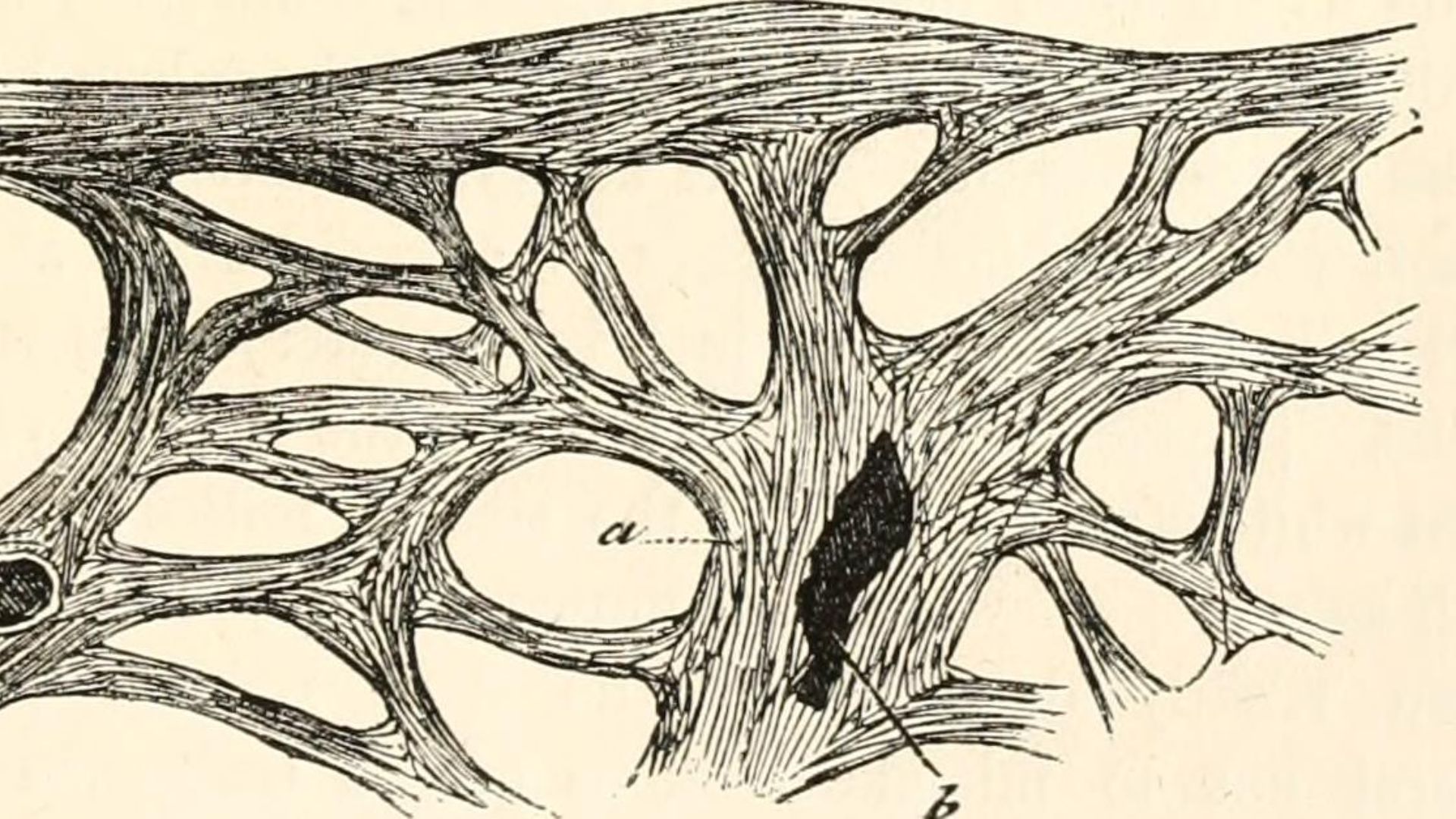 File:A manual of human physiology, including histology and microscopical anatomy, with special reference to the requirements of practical medicine (1885) (14594960087).jpg
