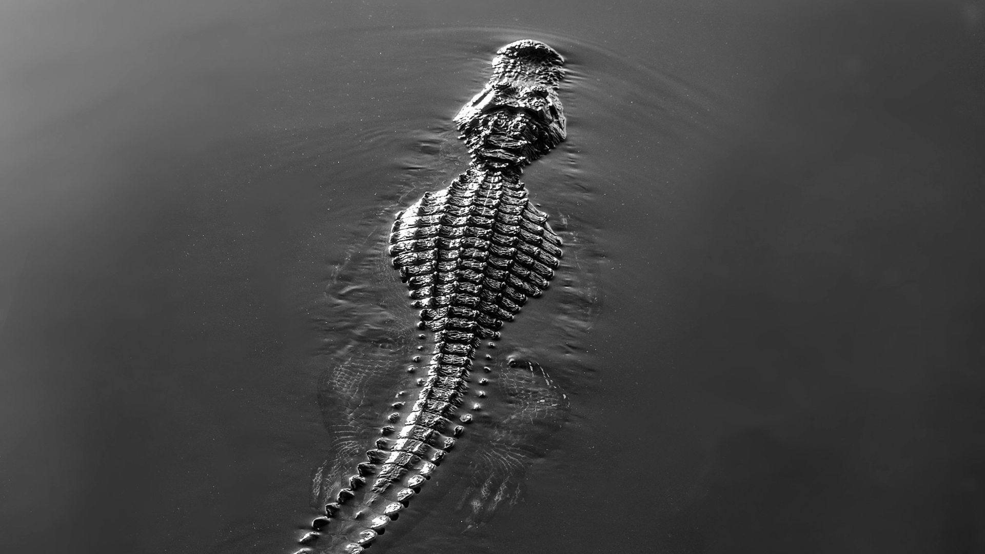 black and white crocodile on water