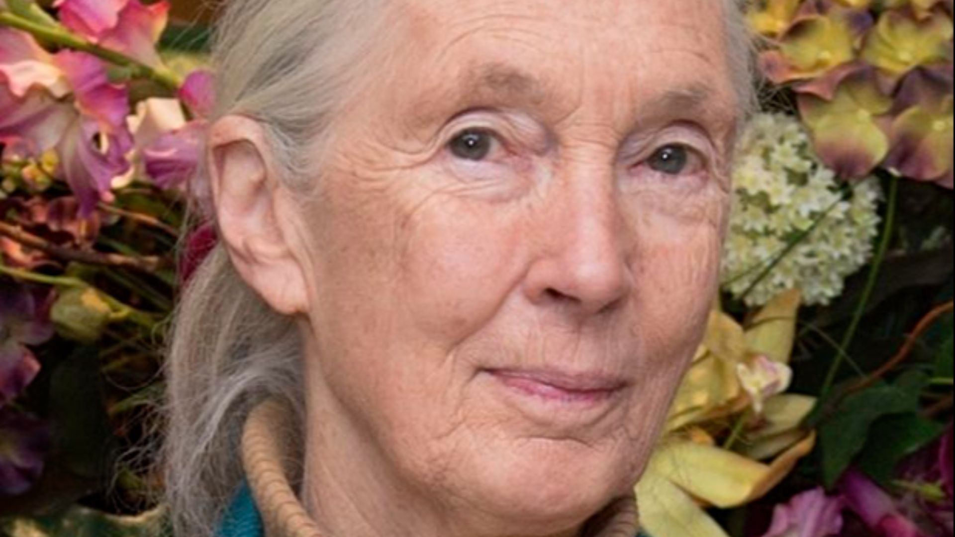 File:Jane Goodall 2015.jpg