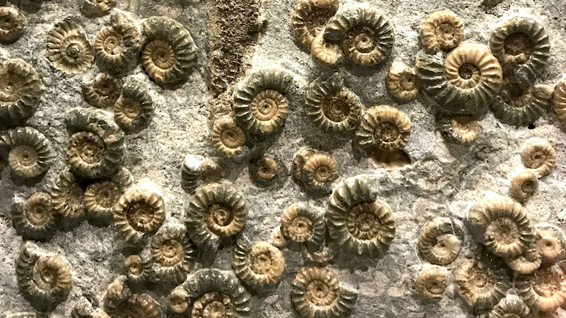 brown and black floral textile