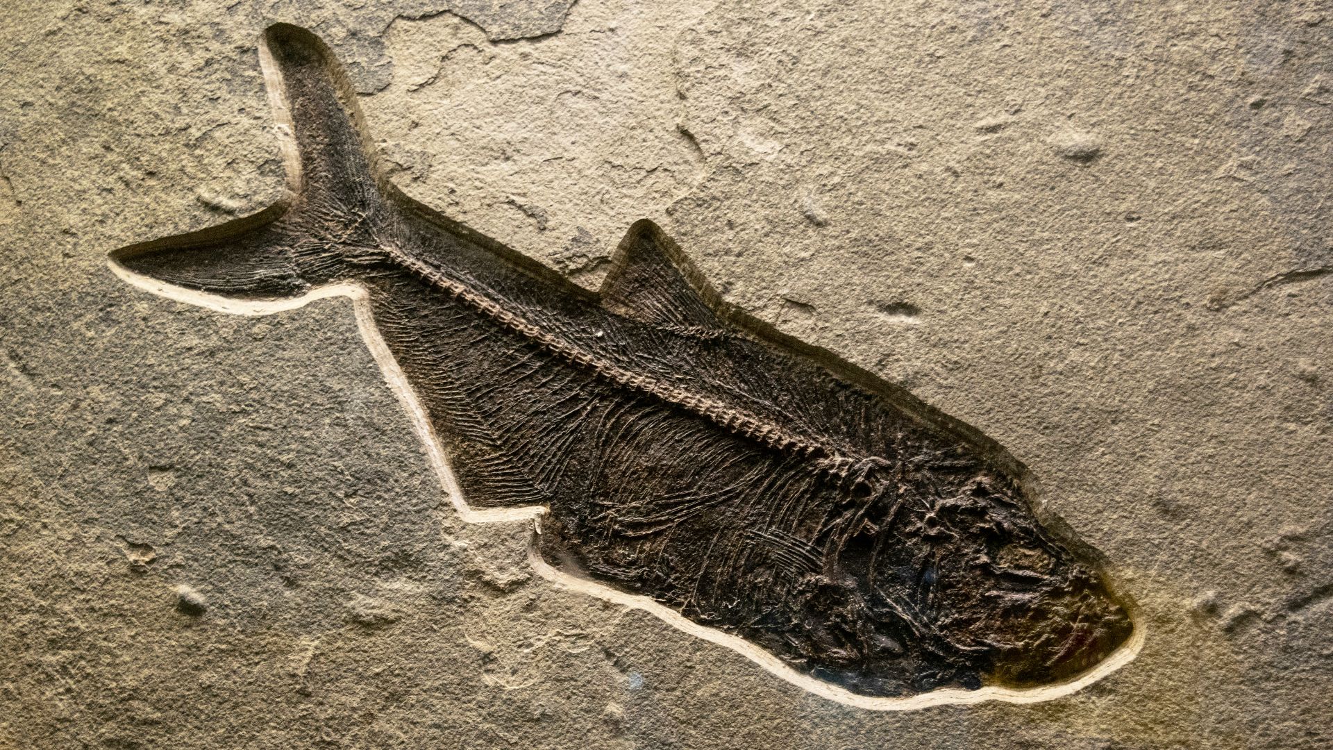 black and white nike shoe